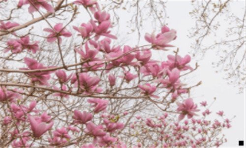 二赚钱是花生好还是粉象