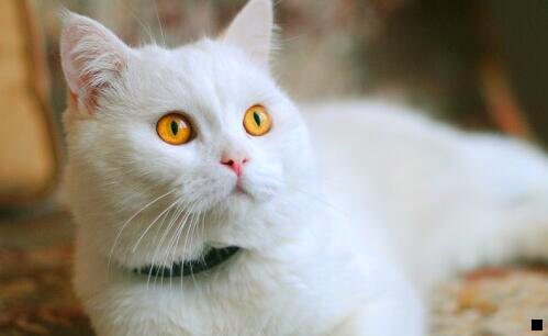 一粉象生活是骗局传销吗