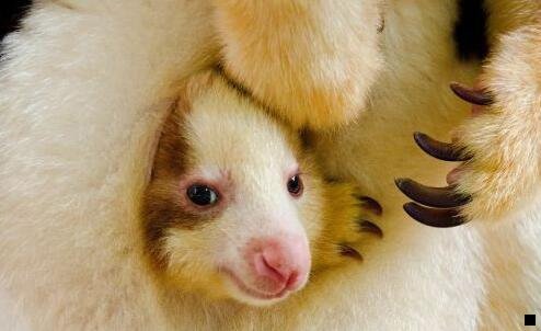 一粉象啤酒属于ipa